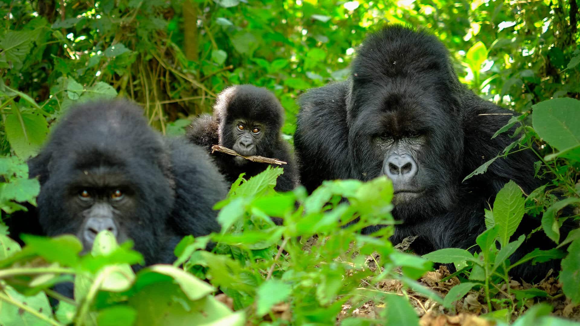 family-of-mountain-gorillas-rwanda-1