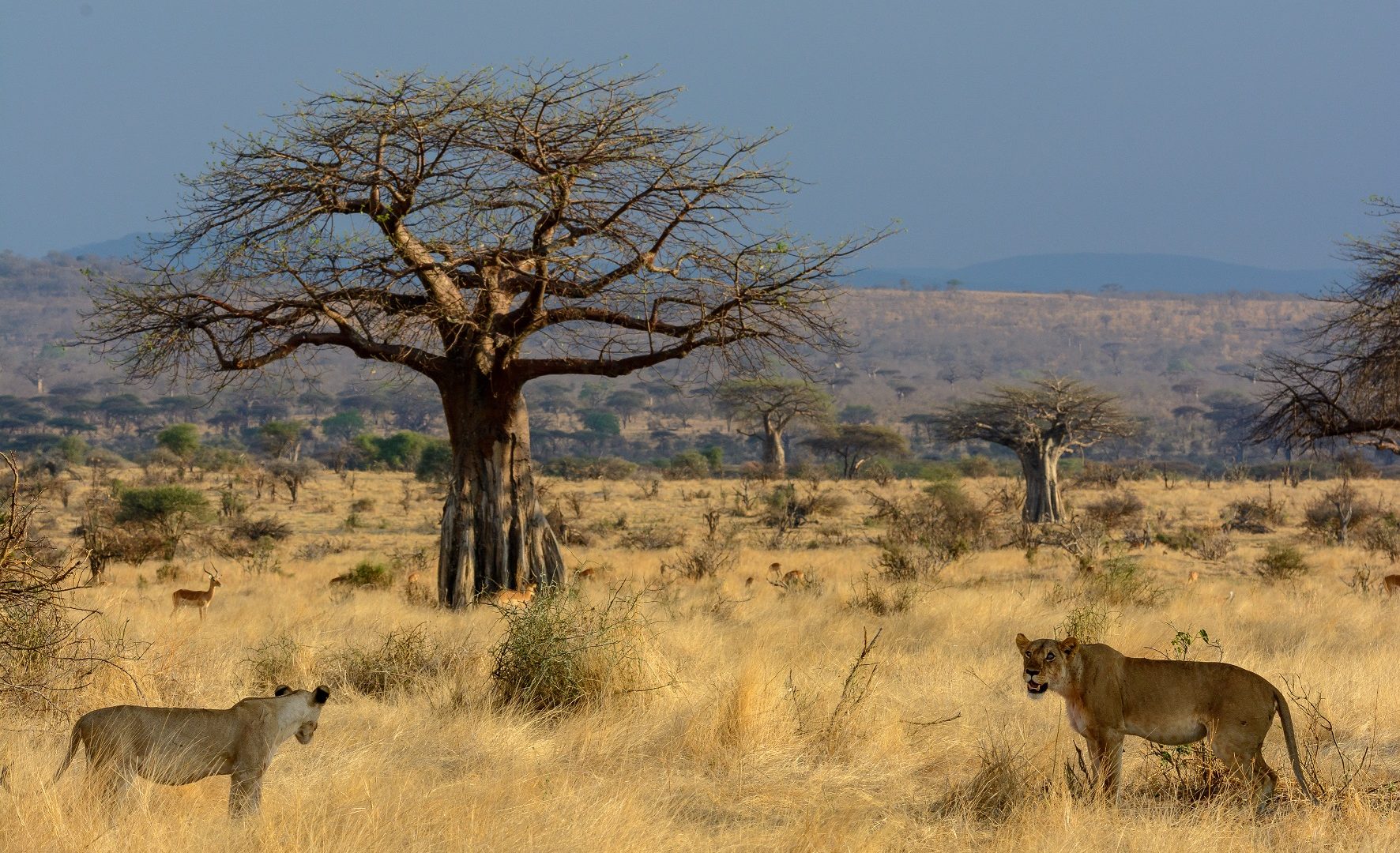 Jabali-Ridge-baobab-tree-and-lion-1772x1080