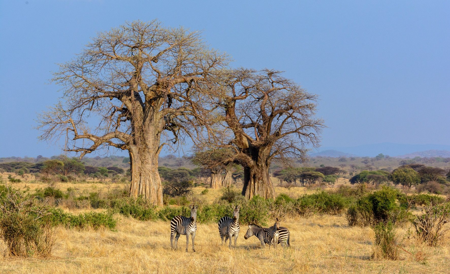 Jabali-Ridge-landscape-baobab-tree-1772x1080