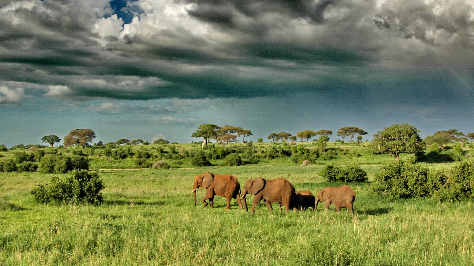 Olivers-Camp-Elephants-under-dramatic-clouds-1920x1080