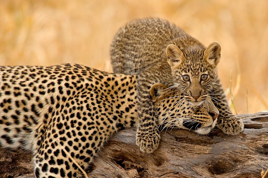 Olivers-Camp-leopard