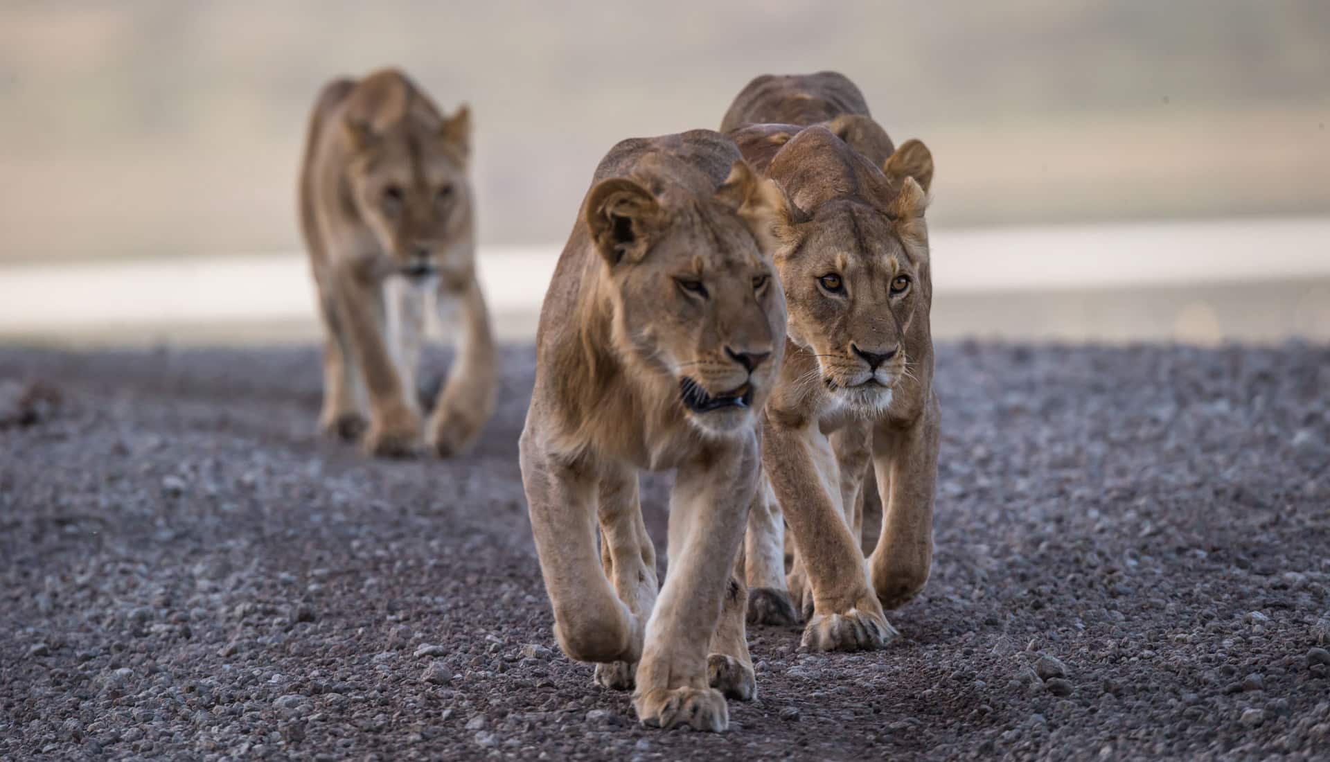 lions-on-a-andbeyond-safari-in-Tanzania.jpg