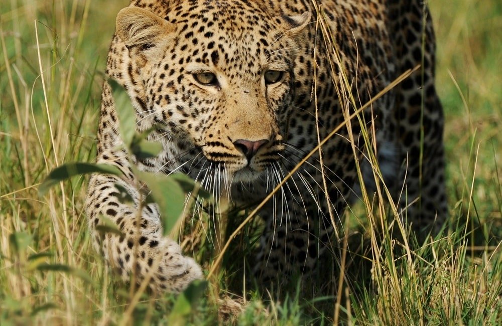 Leopard-Serengeti