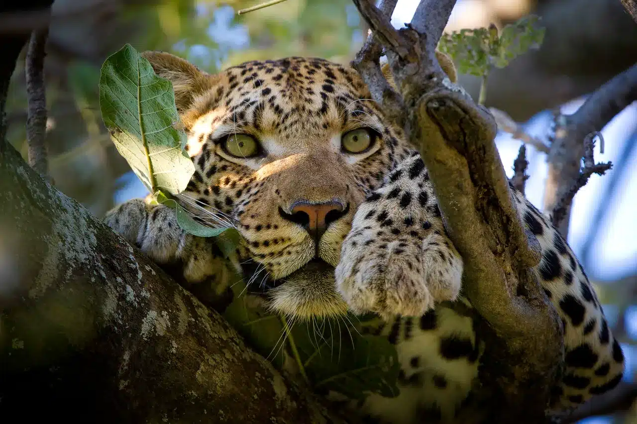 14 Vumbura Plains Camp