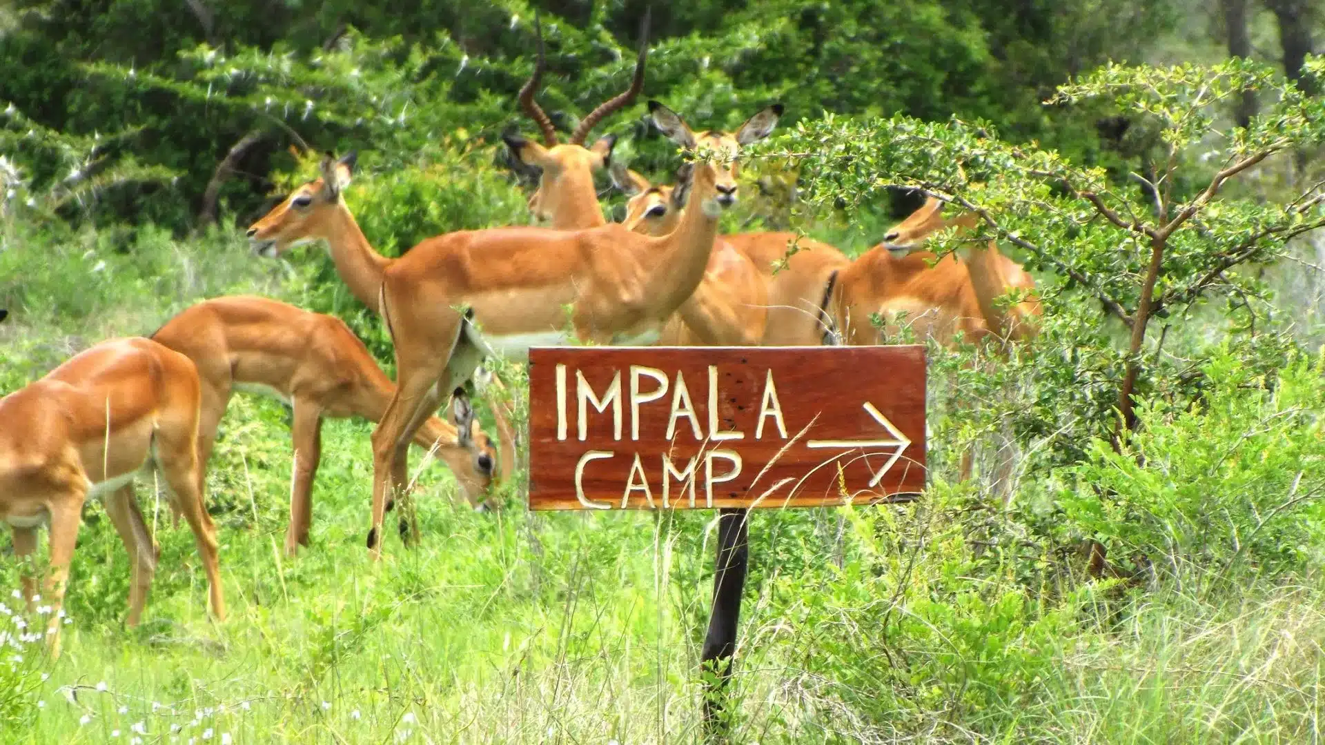 2 Selous Impala Camp