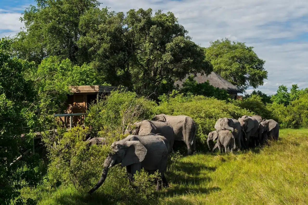2 Vumbura Plains Camp