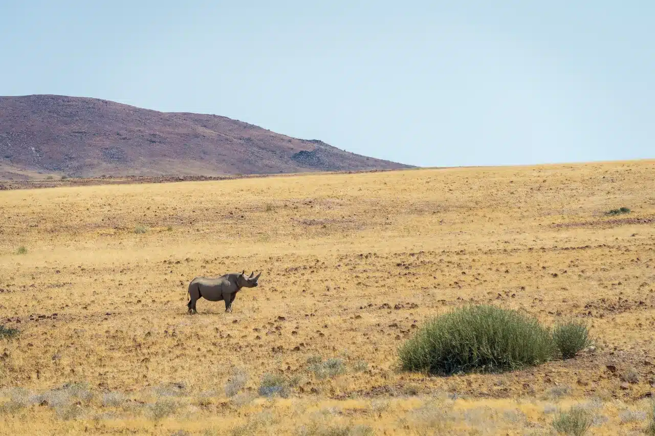 20 Desert Rhino Camp