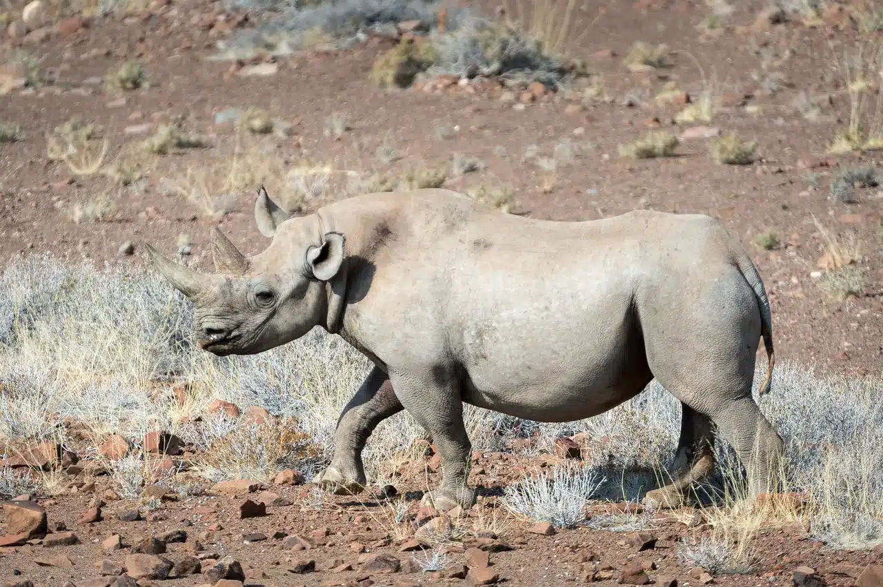 21 Desert Rhino Camp