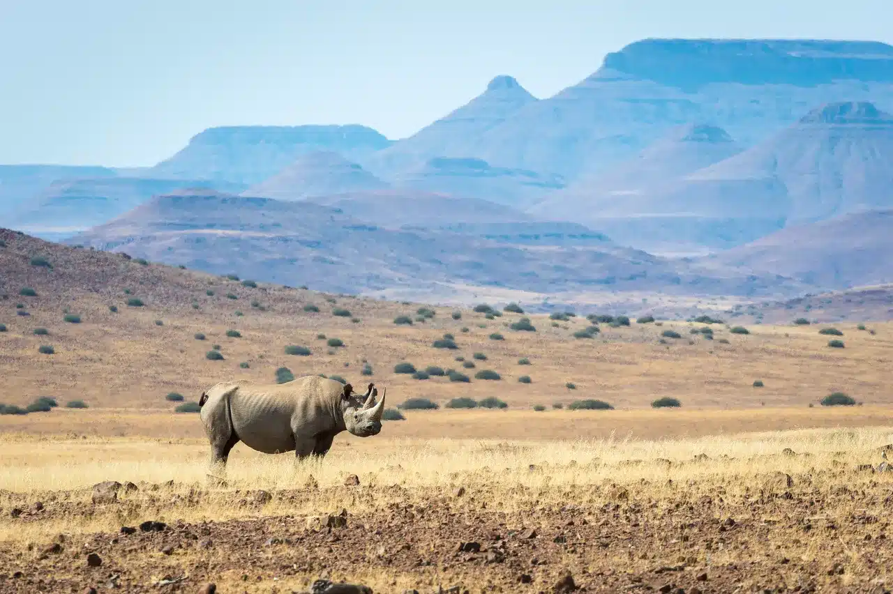 22 Desert Rhino Camp