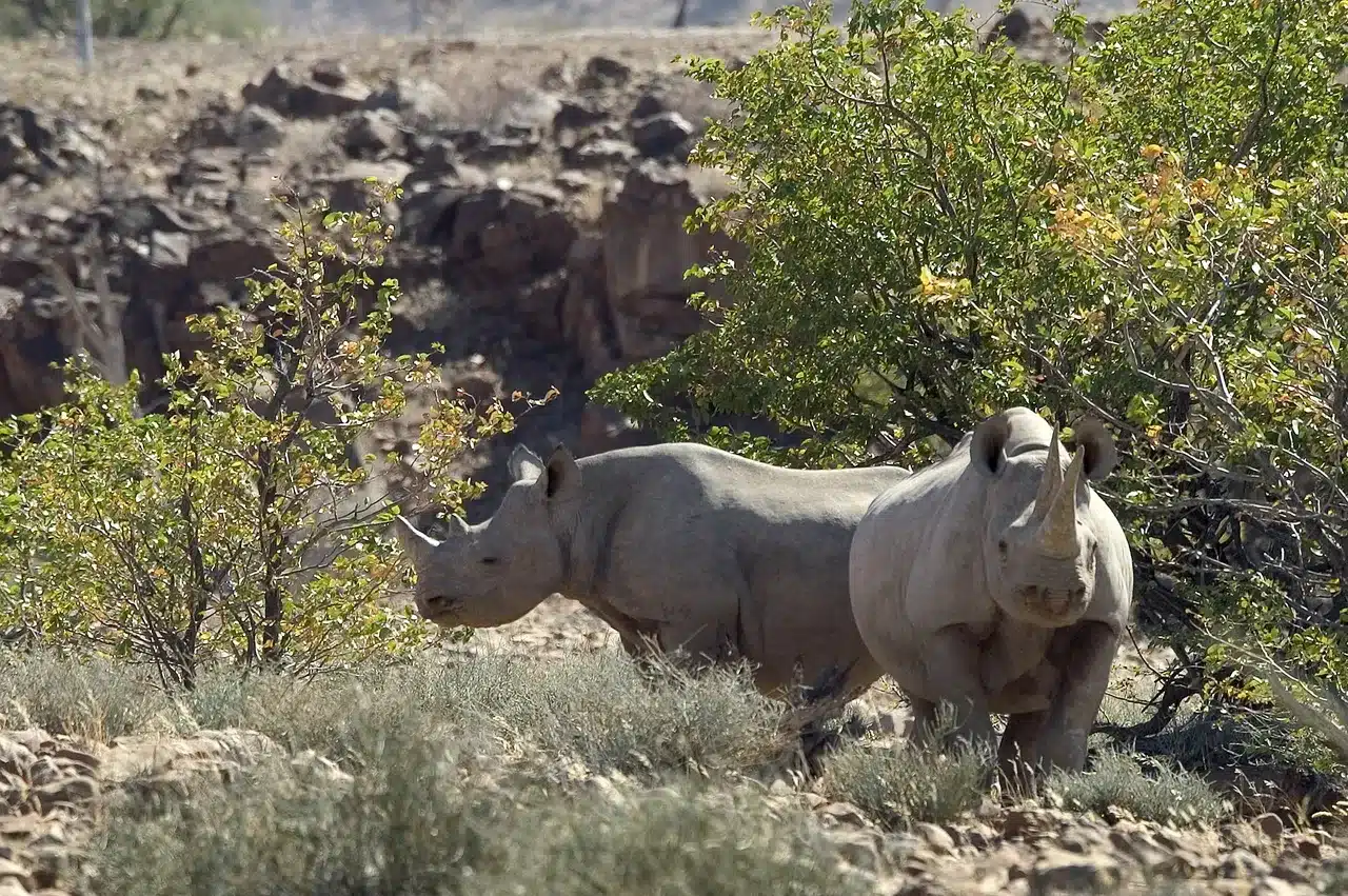 33 Desert Rhino Camp