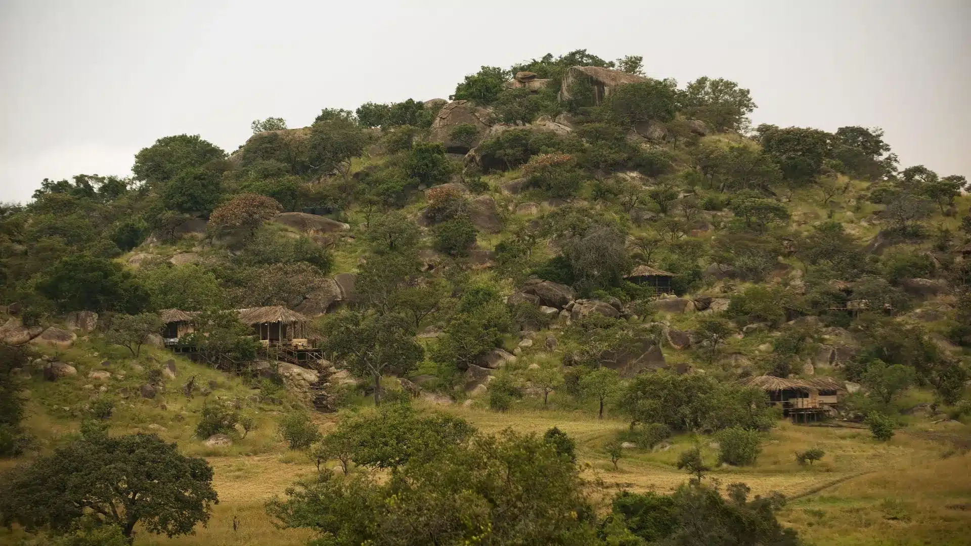 4 Lamai Serengeti