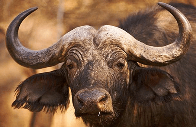 Buffalo Safari Trivia