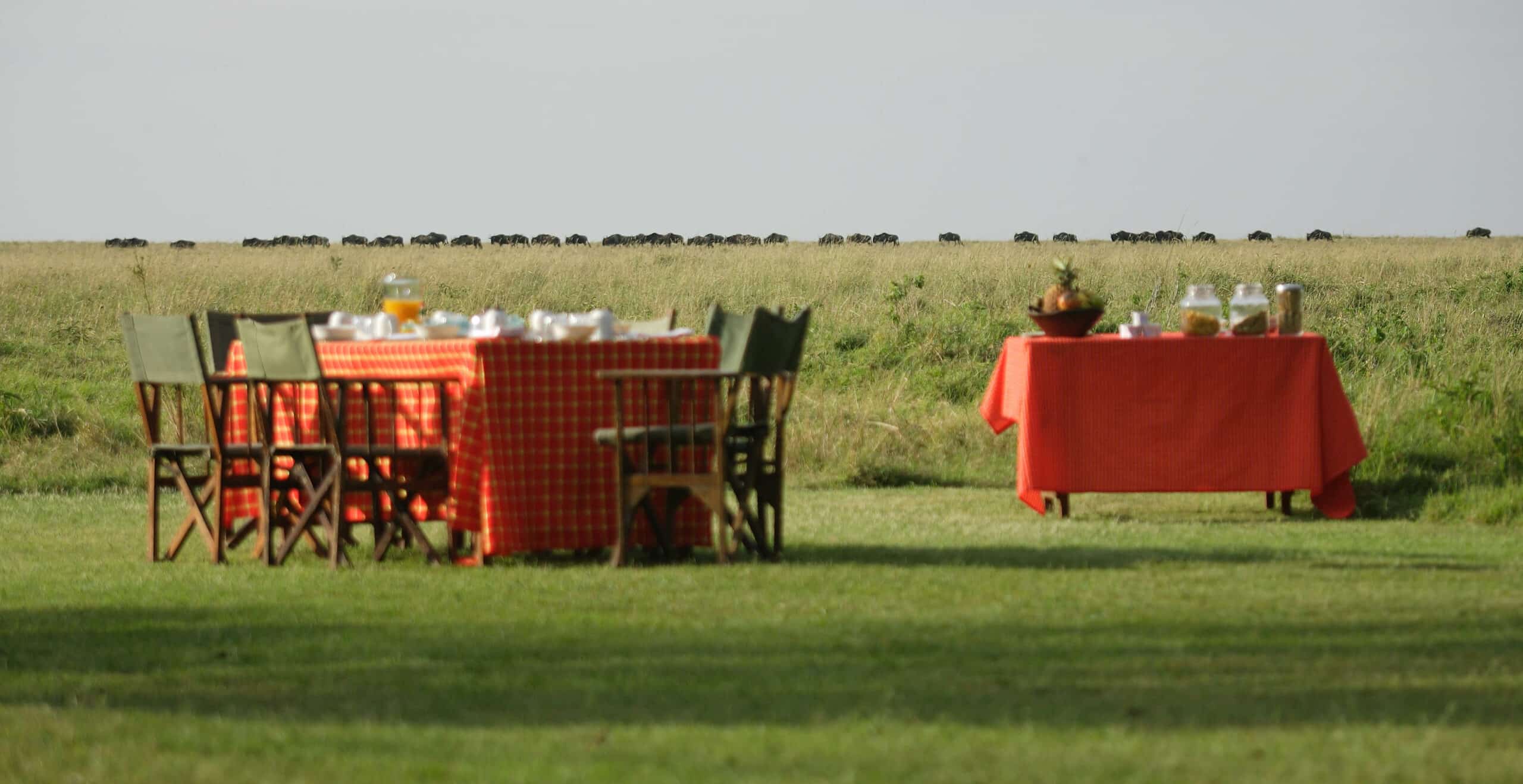 Elephant Pepper Camp - Breakfast at Camp with Wildebeest