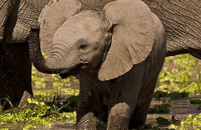 Elephant Safari Facts Trivia