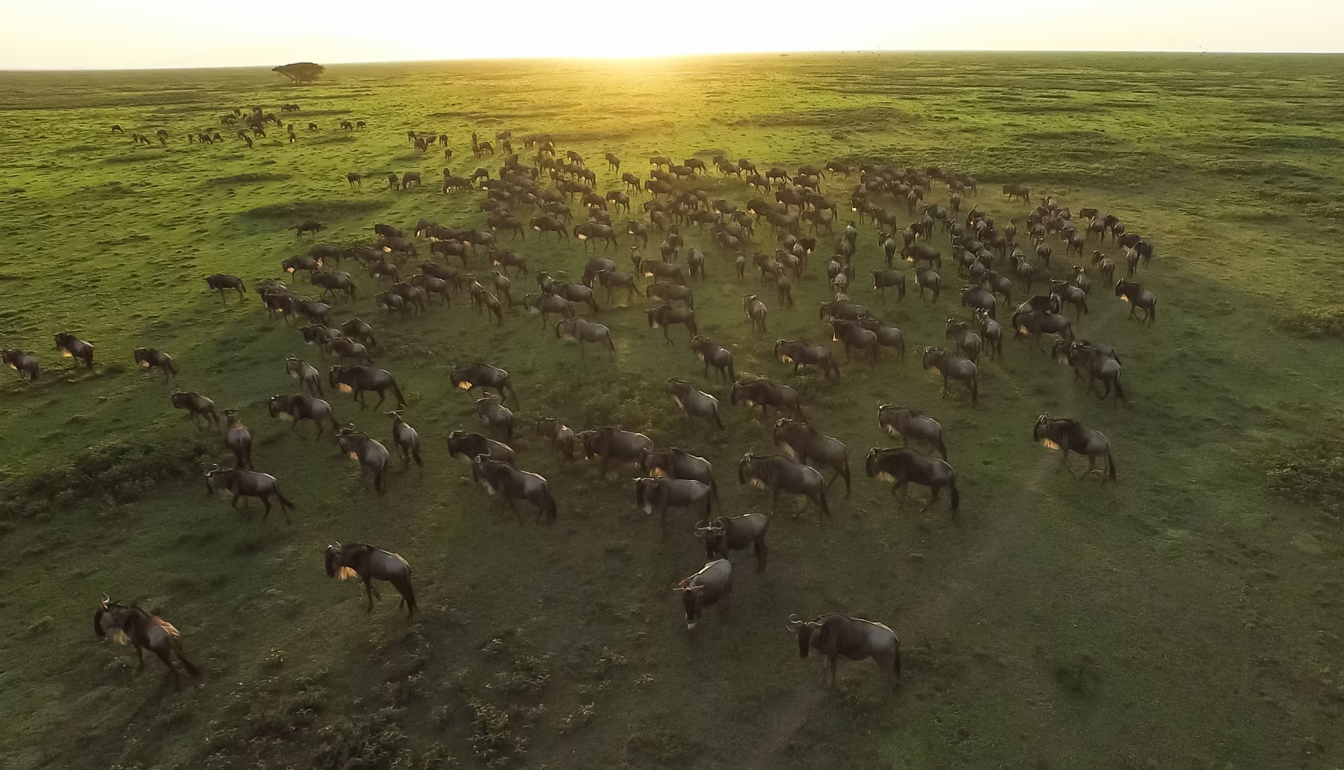 Aerial-image-of-great-migration-wildebeest.jpg