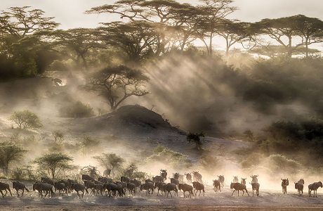 Great-migration-wildebeest