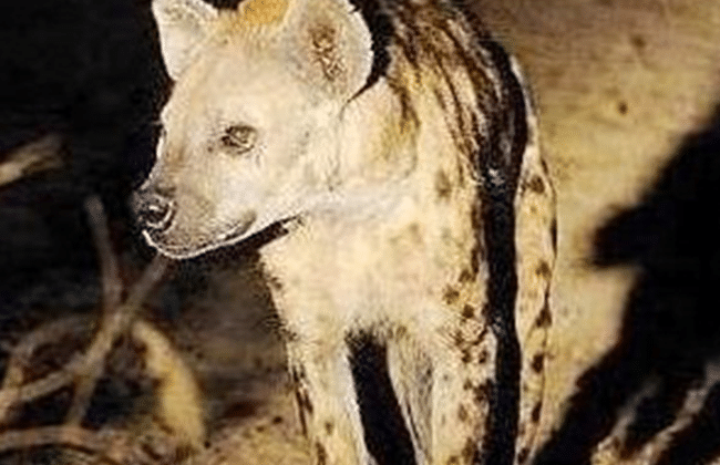 Hyena Trivia Facts