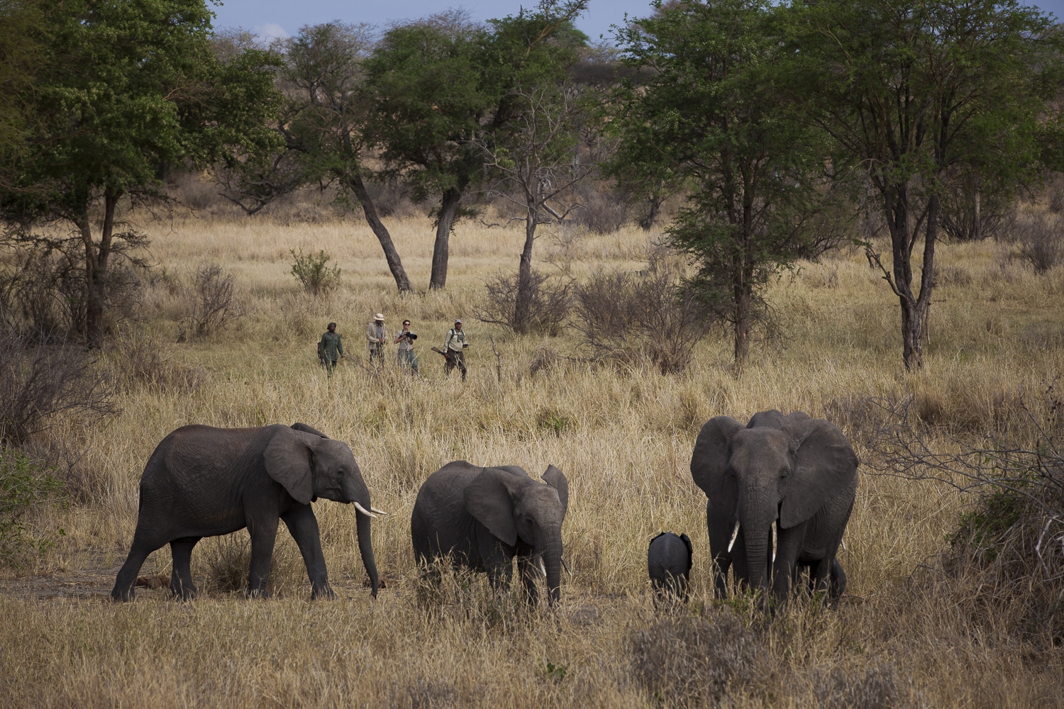 Jabali Ridge Walking Safari Elephants
