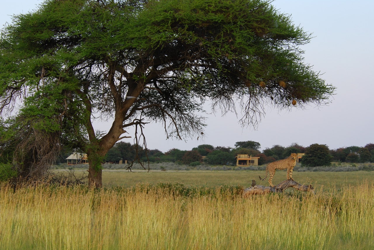 Kalahari_Plains_Camp_Gallery_DSC_0117