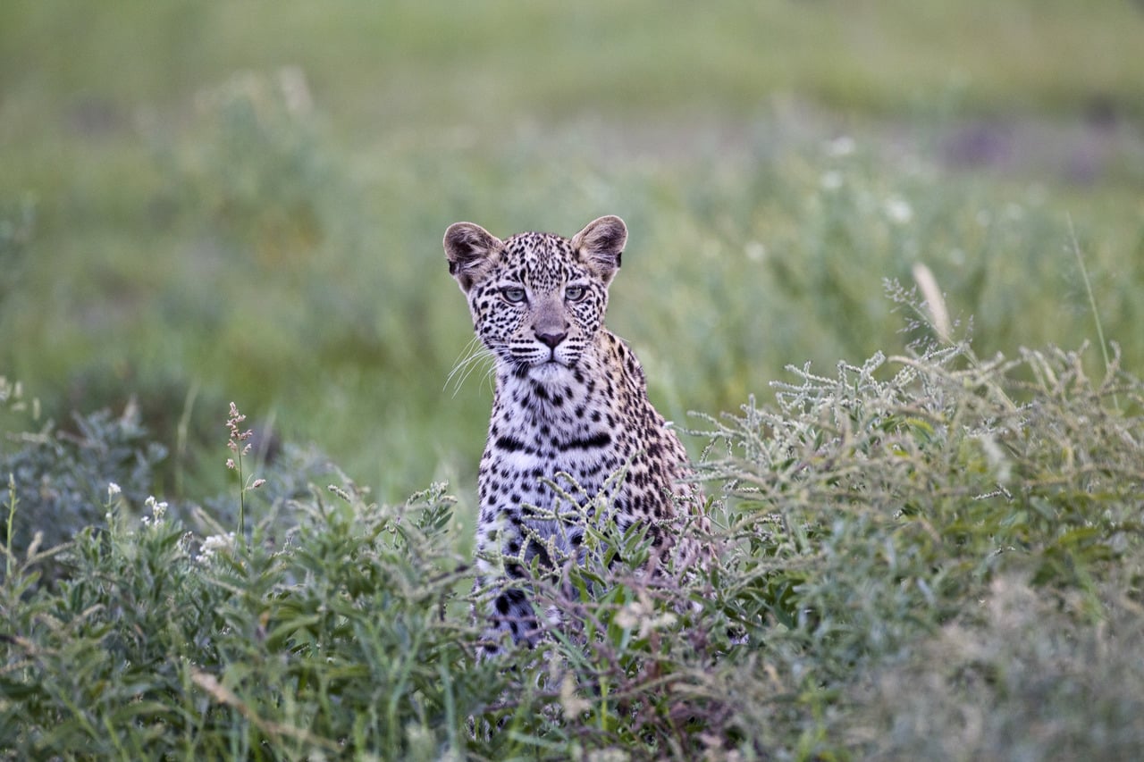 Kalahari_Plains_Camp_Gallery_K3H7029