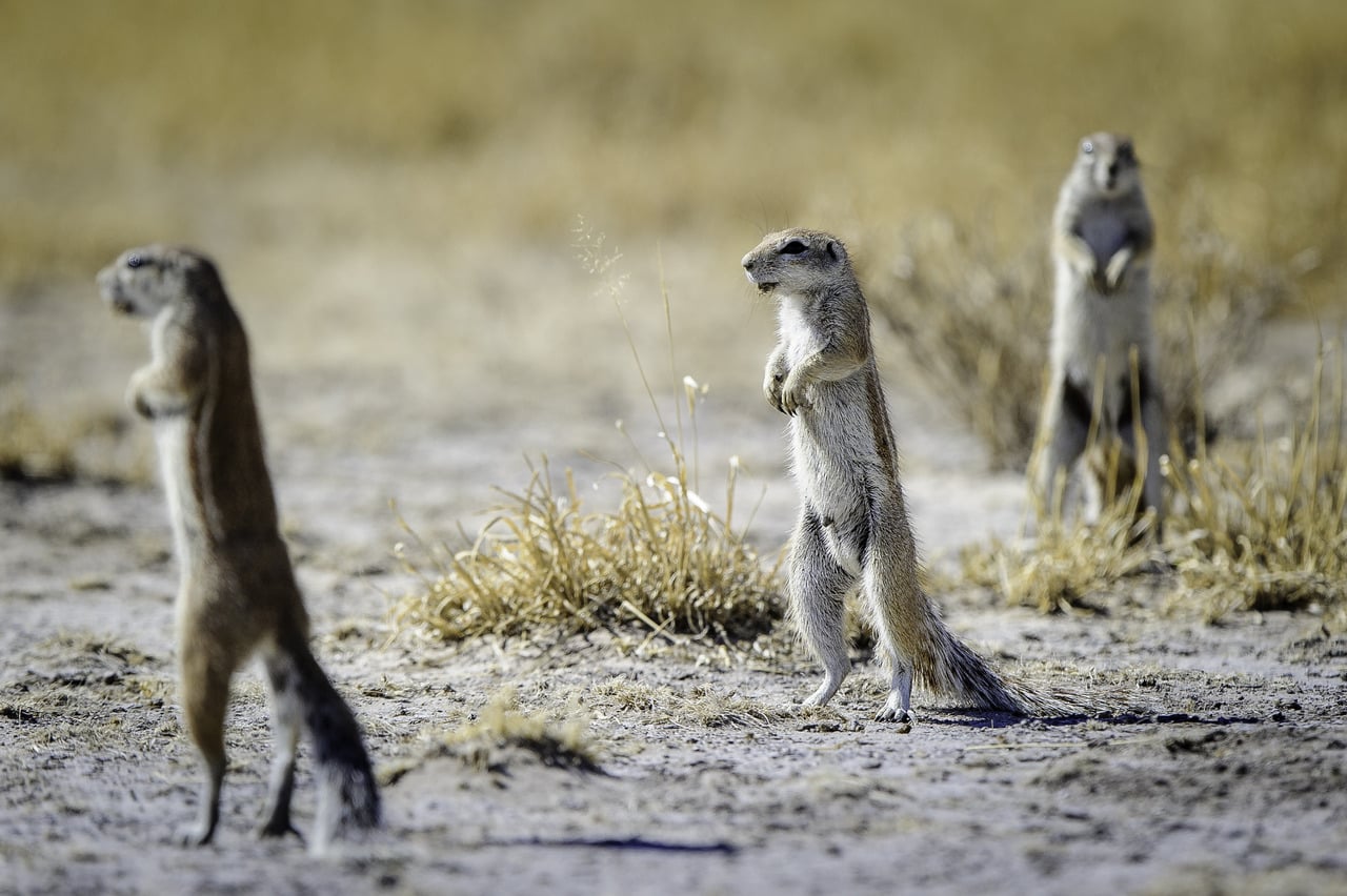 Kalahari_Plains_Camp_Gallery_Kalahari_2012-06-101