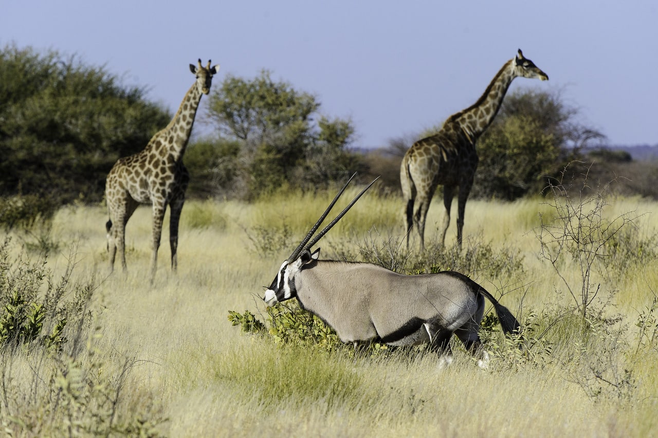 Kalahari_Plains_Camp_Gallery_Kalahari_2012-06-141