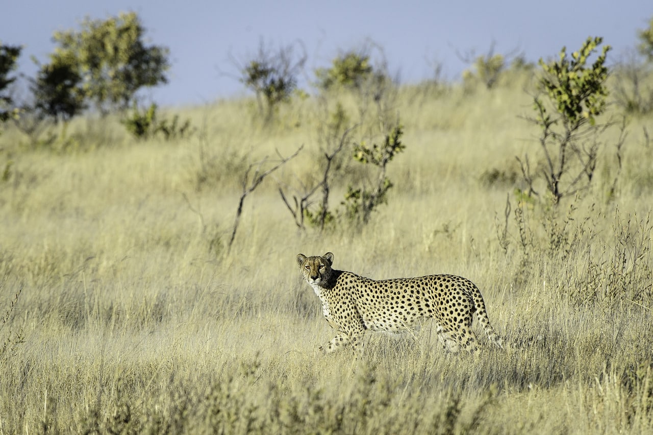 Kalahari_Plains_Camp_Gallery_Kalahari_2012-06-152