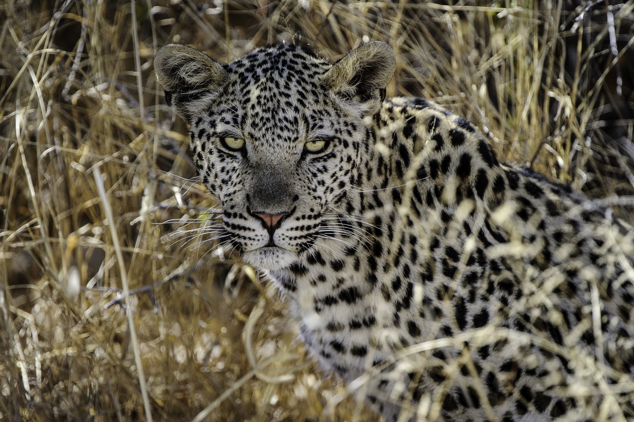 Kalahari_Plains_Camp_Gallery_Kalahari_2012-06-157