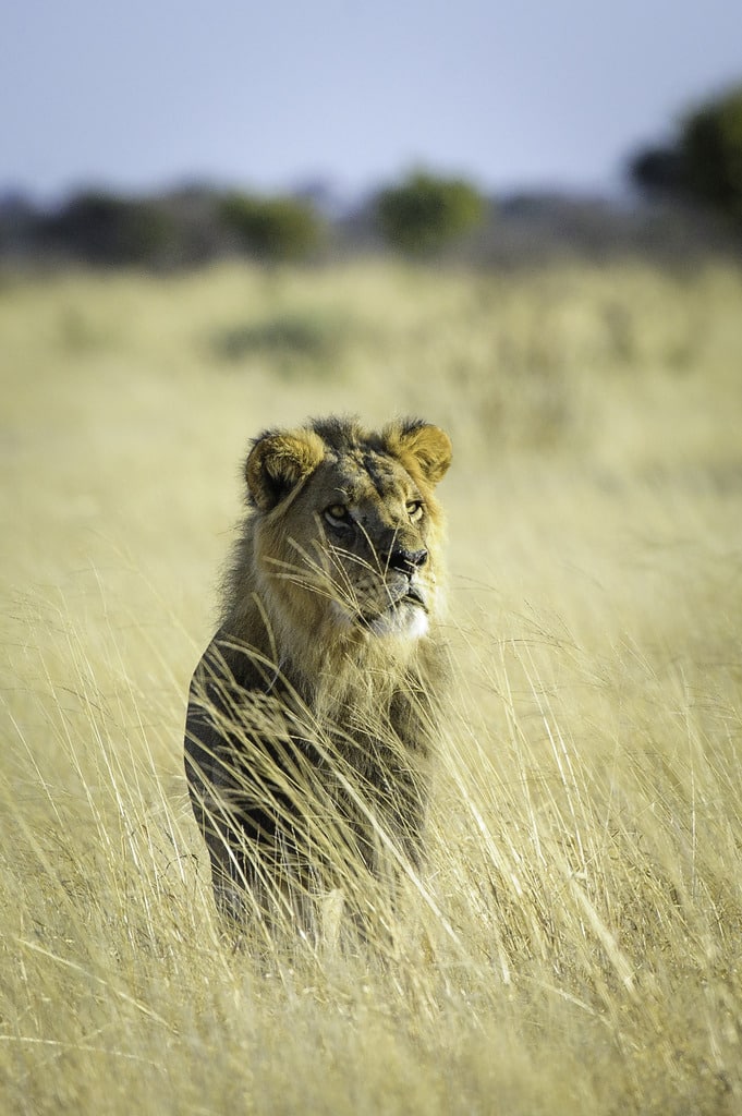 Kalahari_Plains_Camp_Gallery_Kalahari_2012-06-161