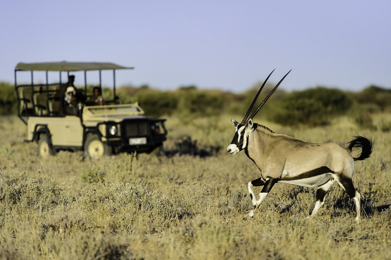 Kalahari_Plains_Camp_Gallery_Kalahari_2012-06-65