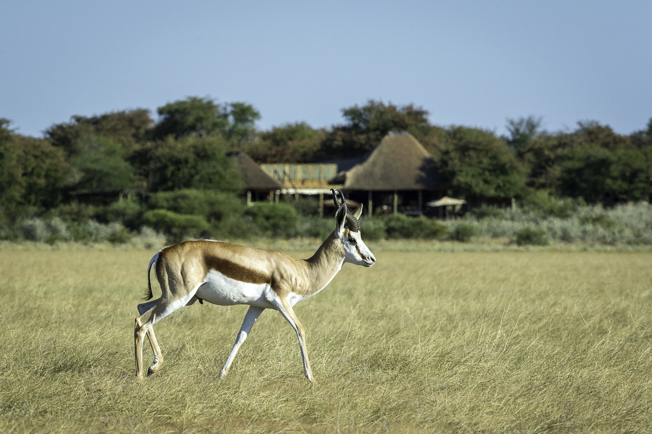 Kalahari_Plains_Camp_Gallery_Kalahari_2015-03-3