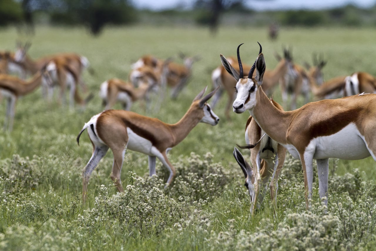 Kalahari_Plains_Camp_Gallery_MG_5489