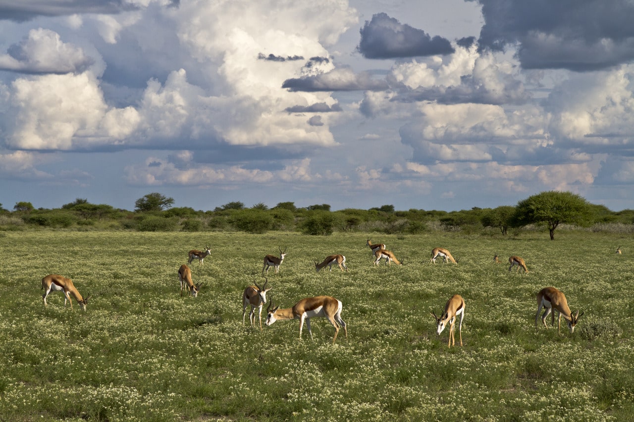 Kalahari_Plains_Camp_Gallery_MG_5828