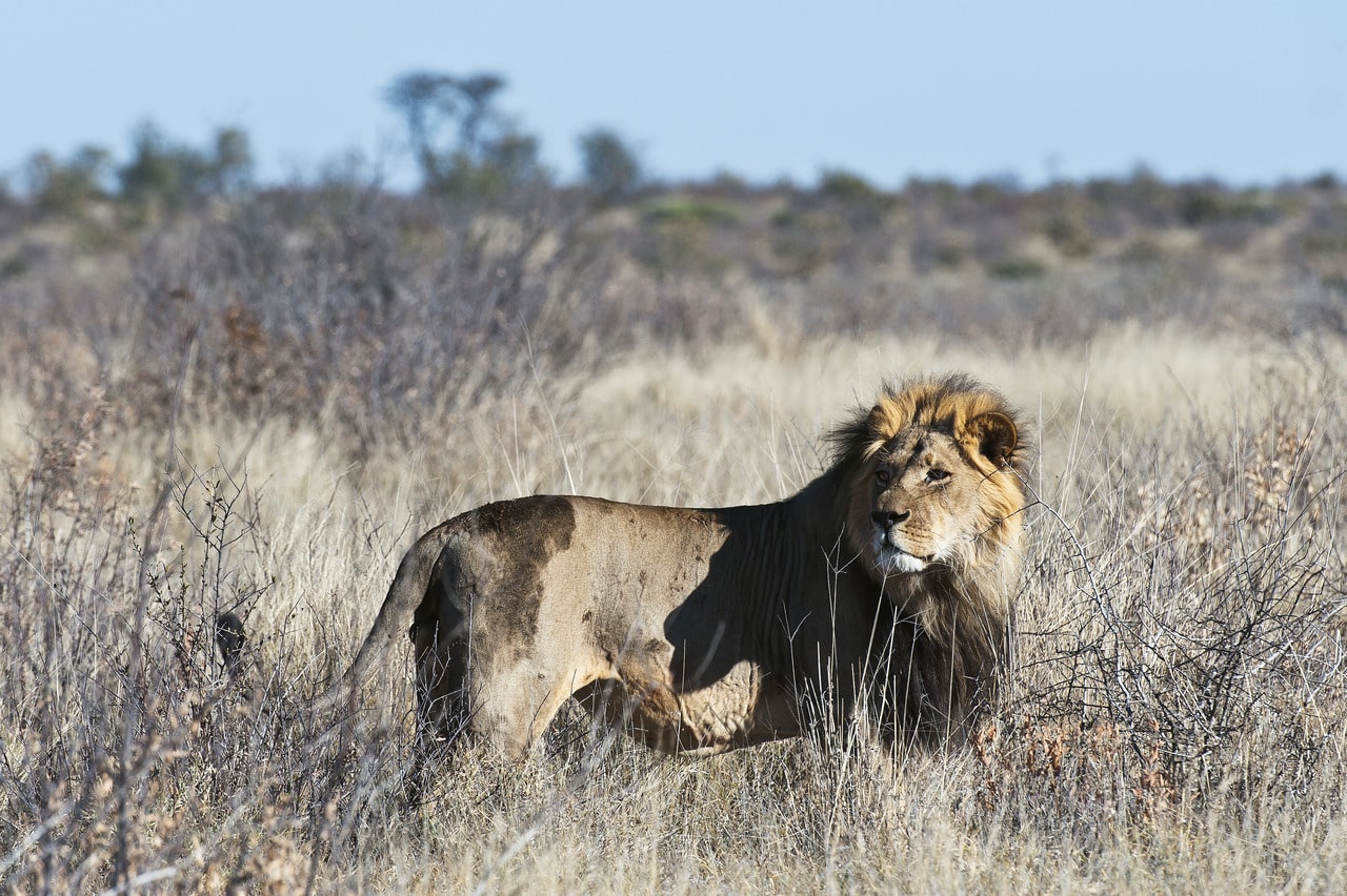 Kalahari_Plains_Camp_Gallery_MM_KPC_032