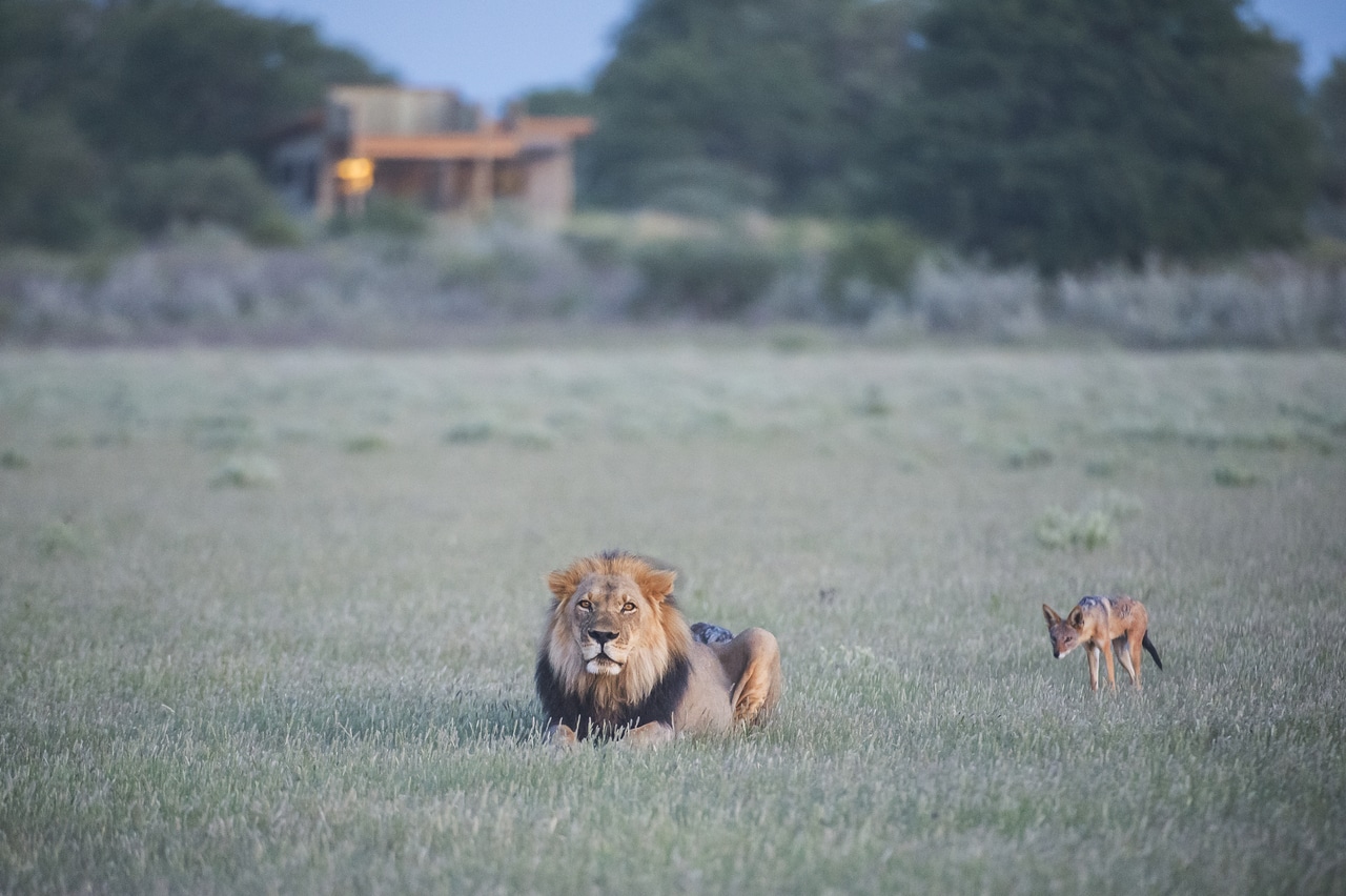 Kalahari_Plains_Camp_Gallery_MM_KP_Camp_Jan2014_10