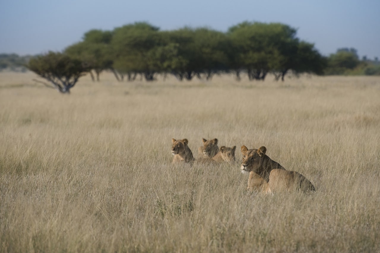 Kalahari_Plains_Camp_Gallery_MM_Kalahariplains_Wildlife_09_06