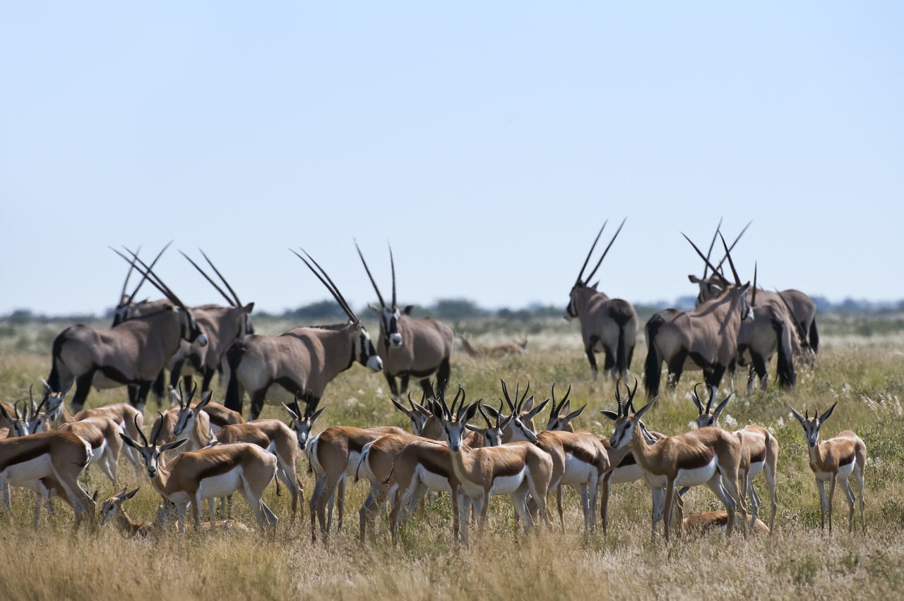 Kalahari_Plains_Camp_Gallery_MM_Kalahariplains_Wildlife_09_08