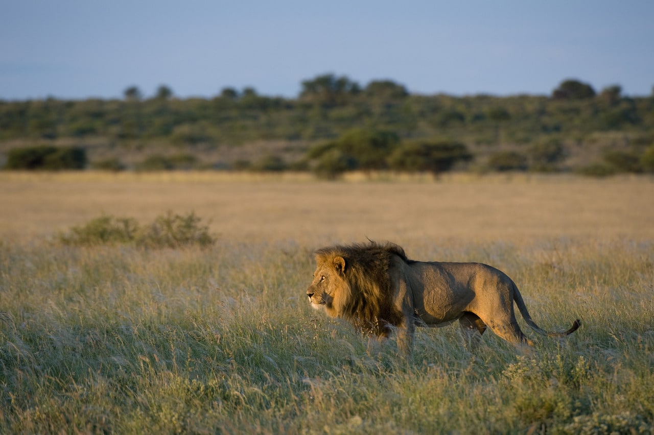 Kalahari_Plains_Camp_Gallery_MM_Kalahariplains_Wildlife_09_25