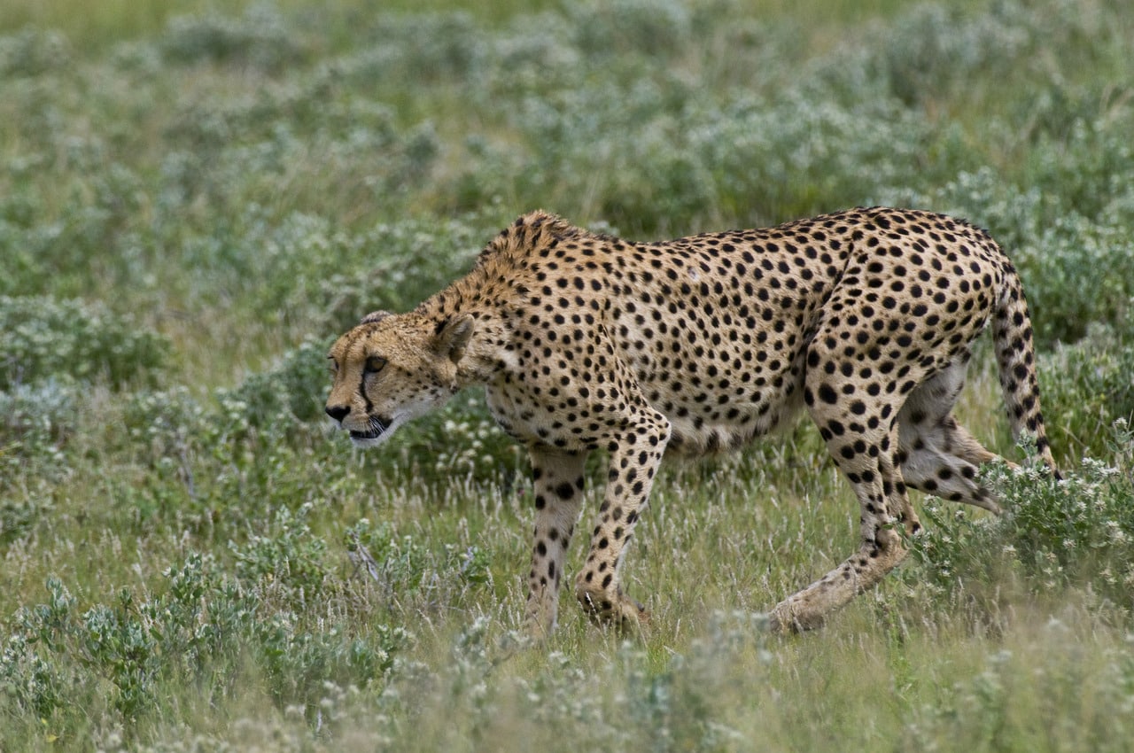 Kalahari_Plains_Camp_Gallery_MM_Kalahariplains_Wildlife_09_52