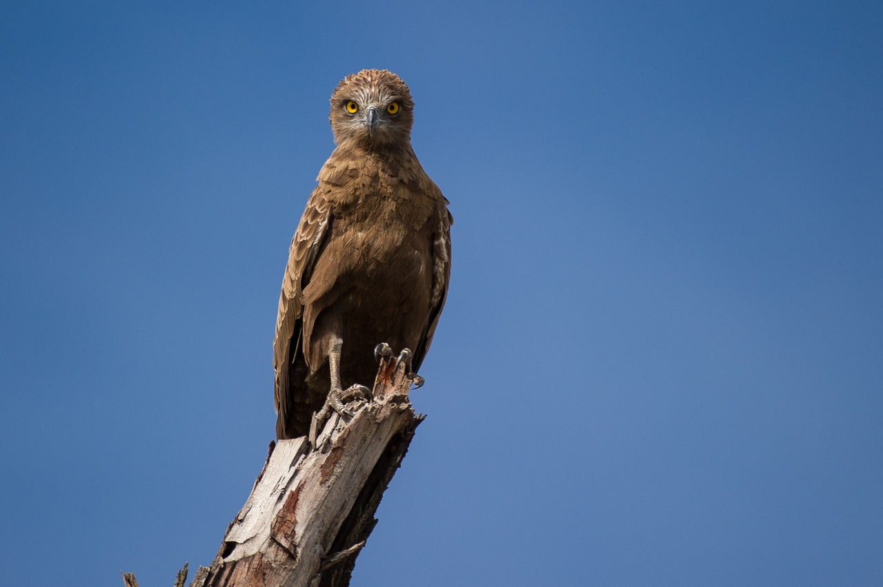 Kalahari_Plains_Camp_Gallery_RF_20121207_1451516