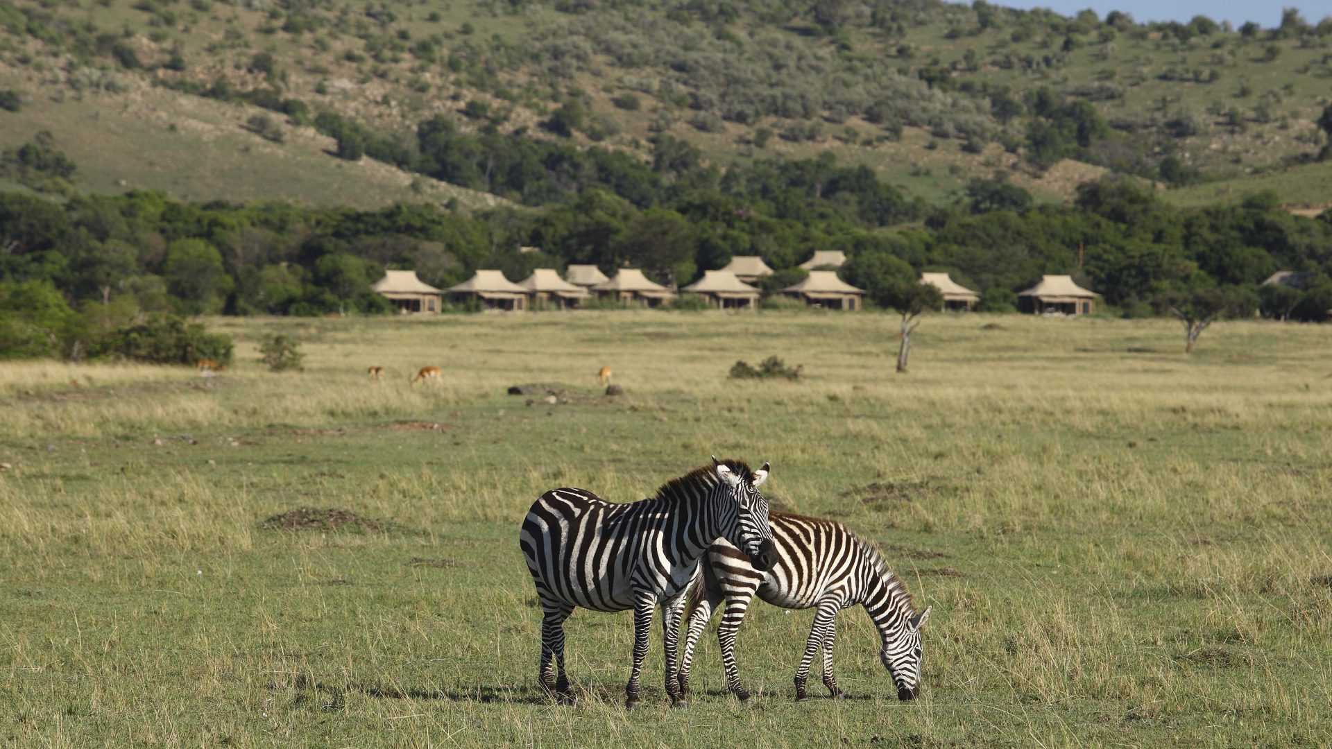 Kichwa Tembo Zebra