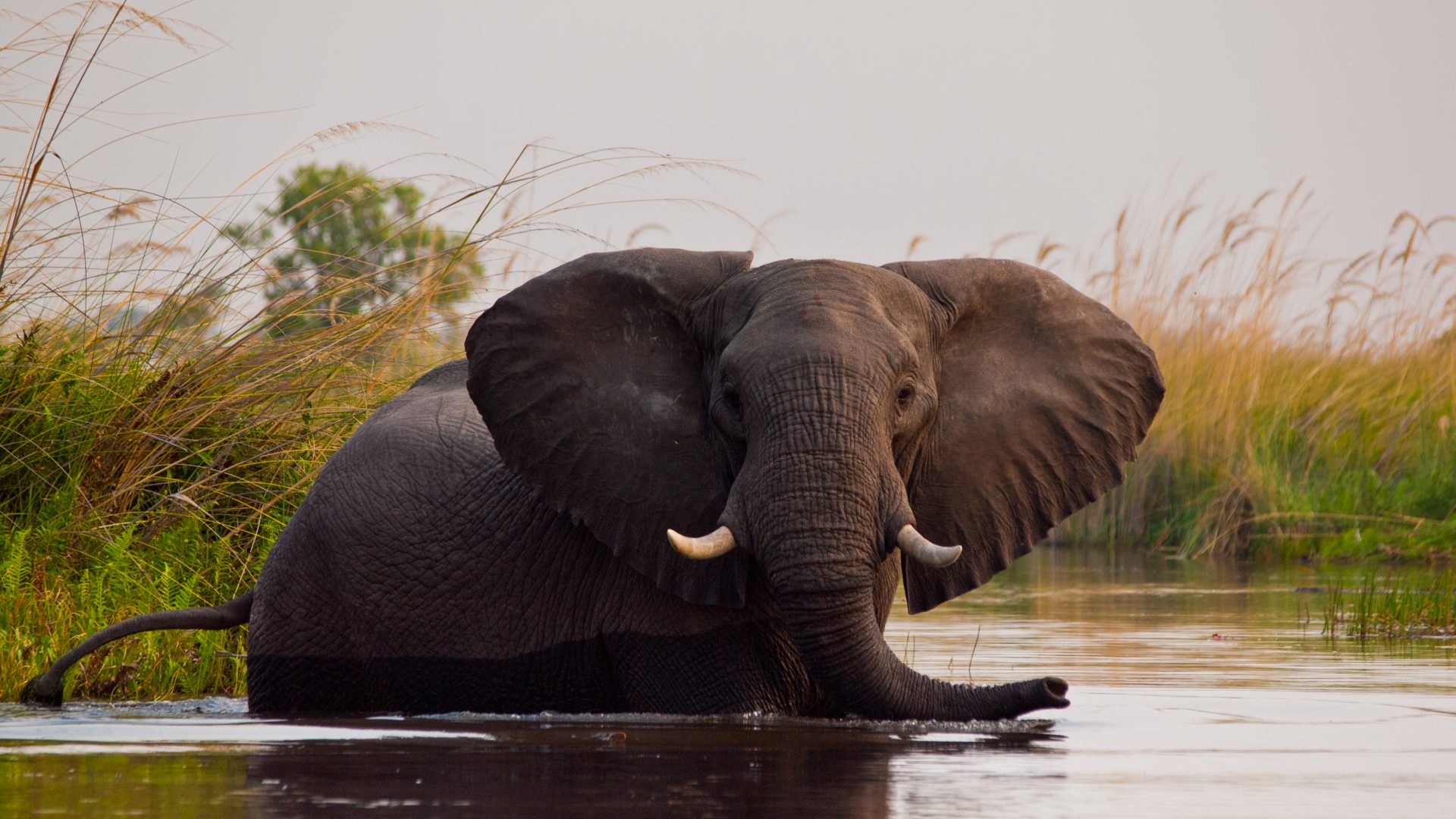 Kwando Kwara Elephant