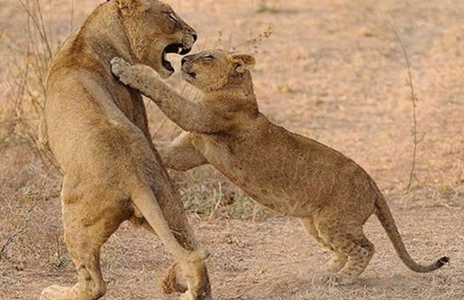 Lion-Cub-Safari-Facts