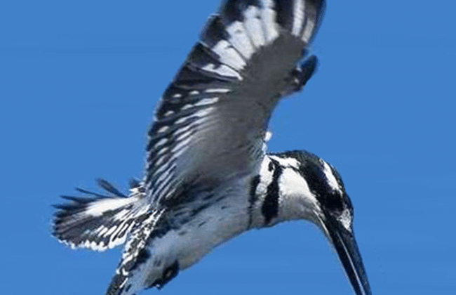 Pied Kingfisher Trivia Facts