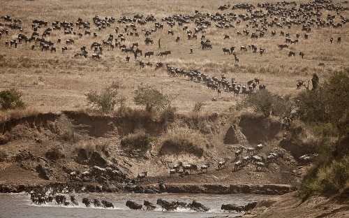 Wildebeest migration, Maasai Mara