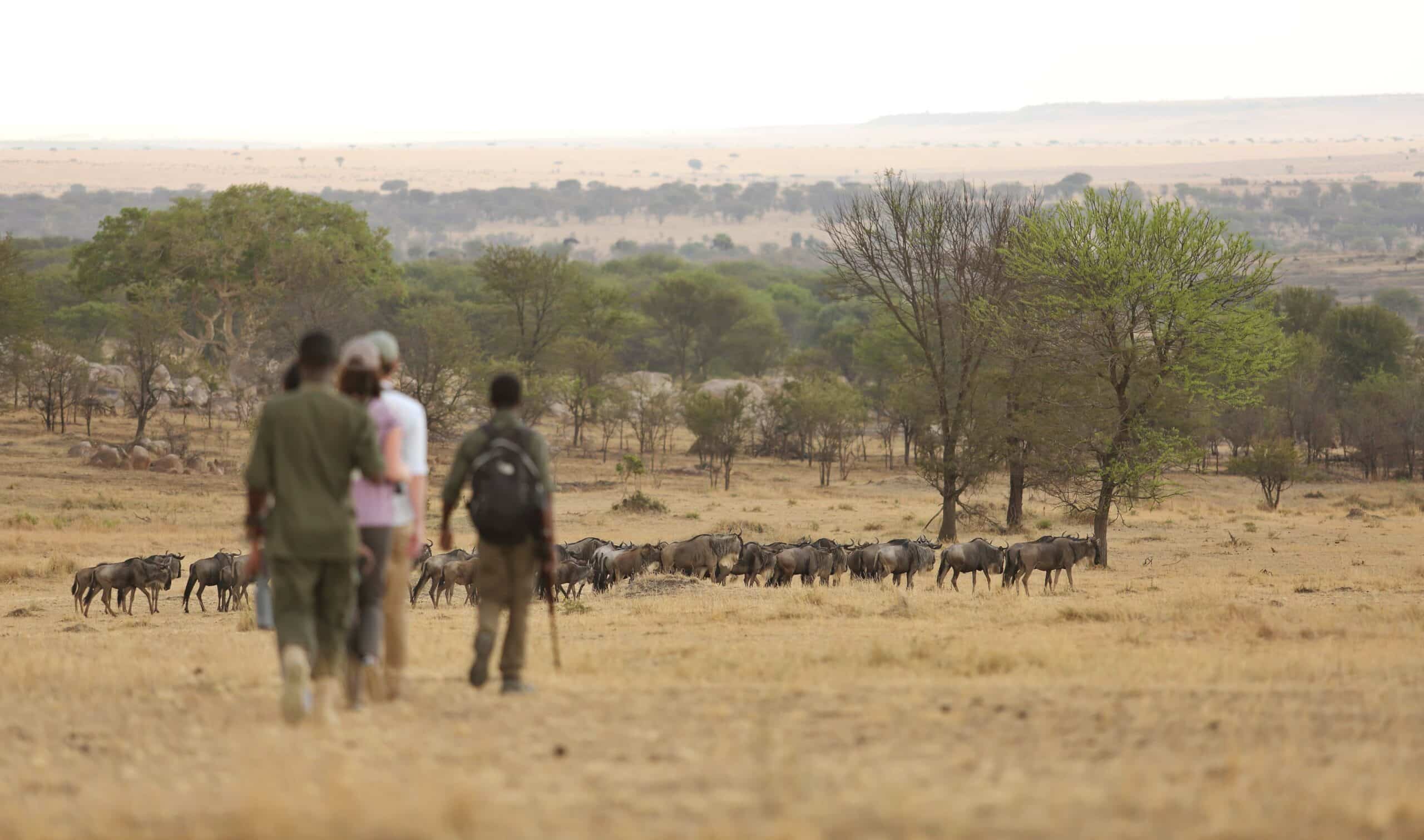 Sayari-Serengeti-walking-with-wildebeest