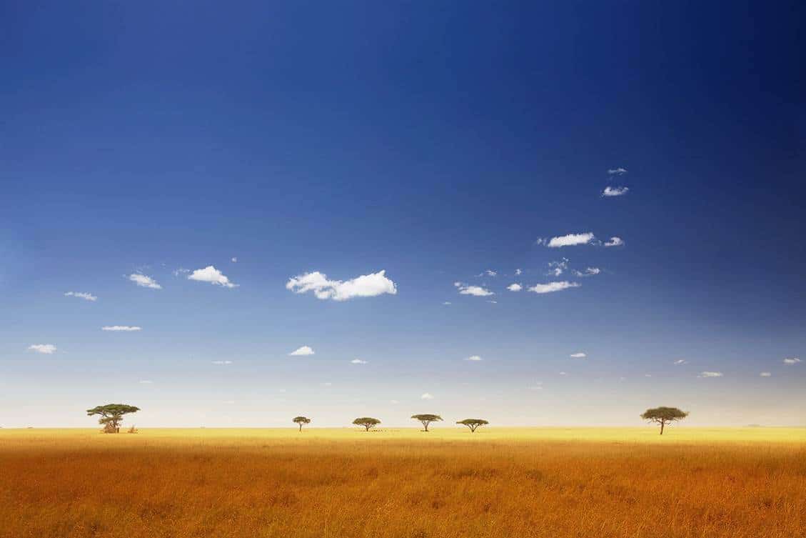 Serengeti Sky