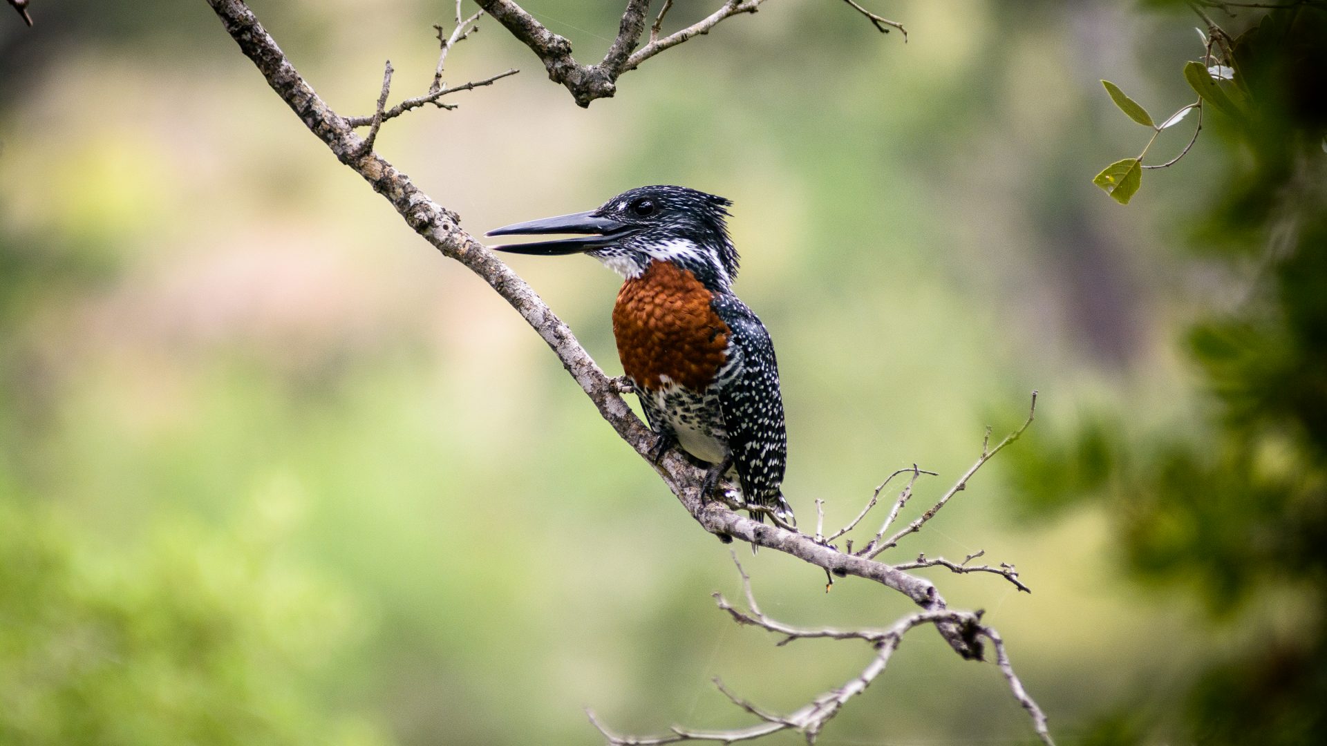 Singita Sweni 11