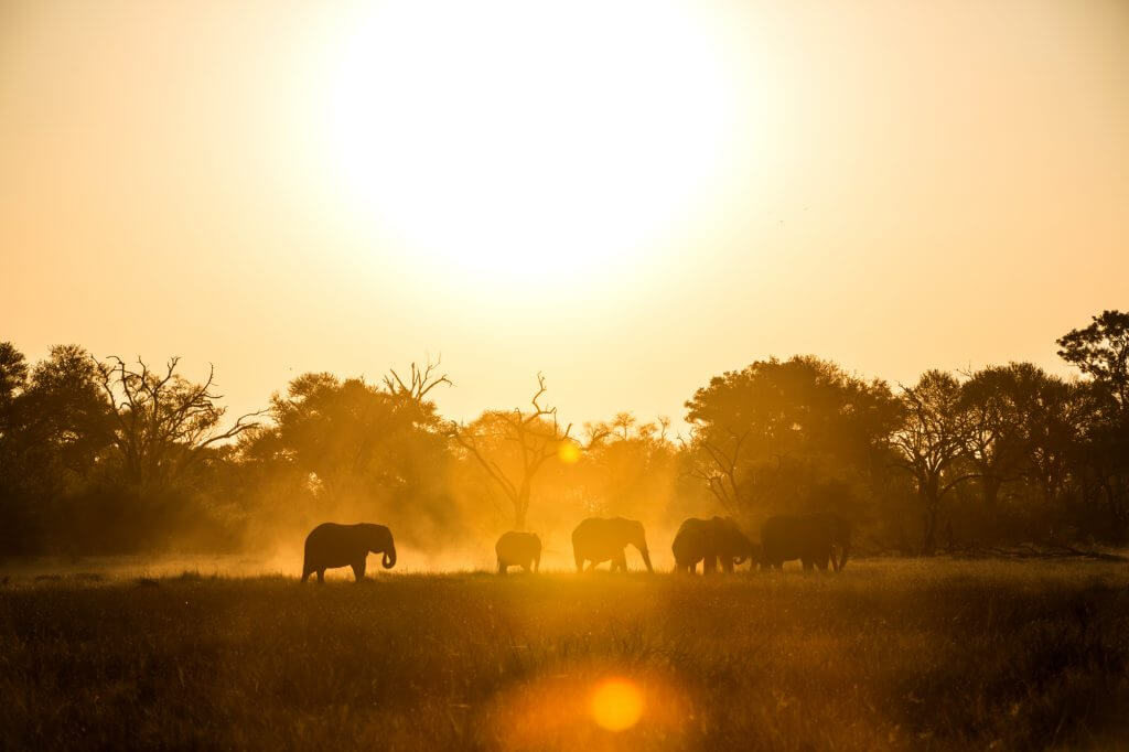Tanzania_Elephants