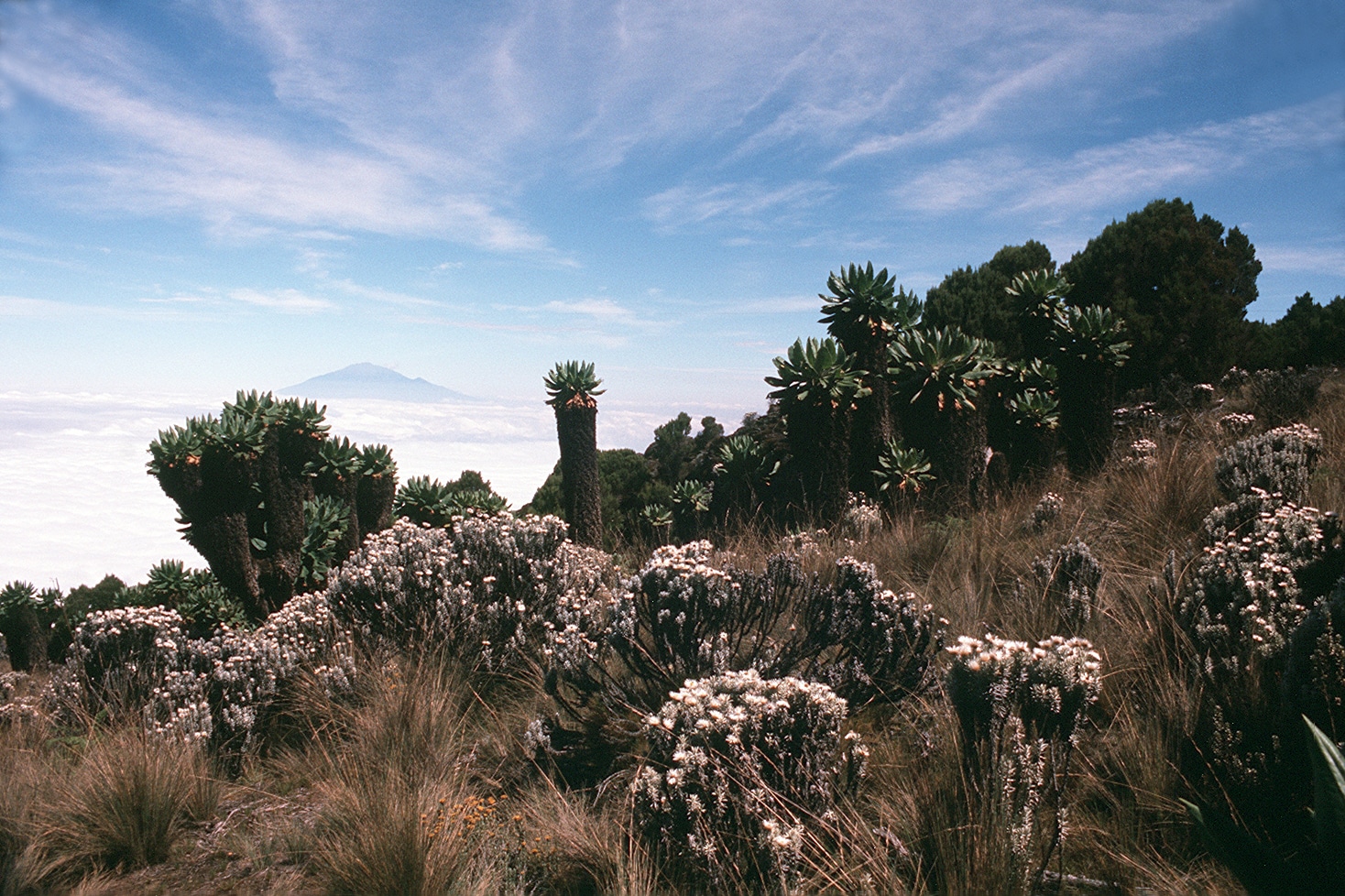 Umbwe-Route-day-2-Moorland-plants-Meru